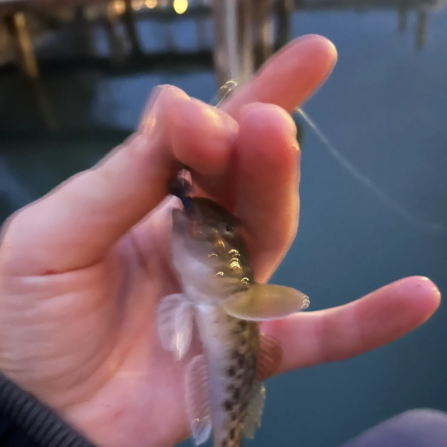 The most recent Round goby catches on Fishbrain