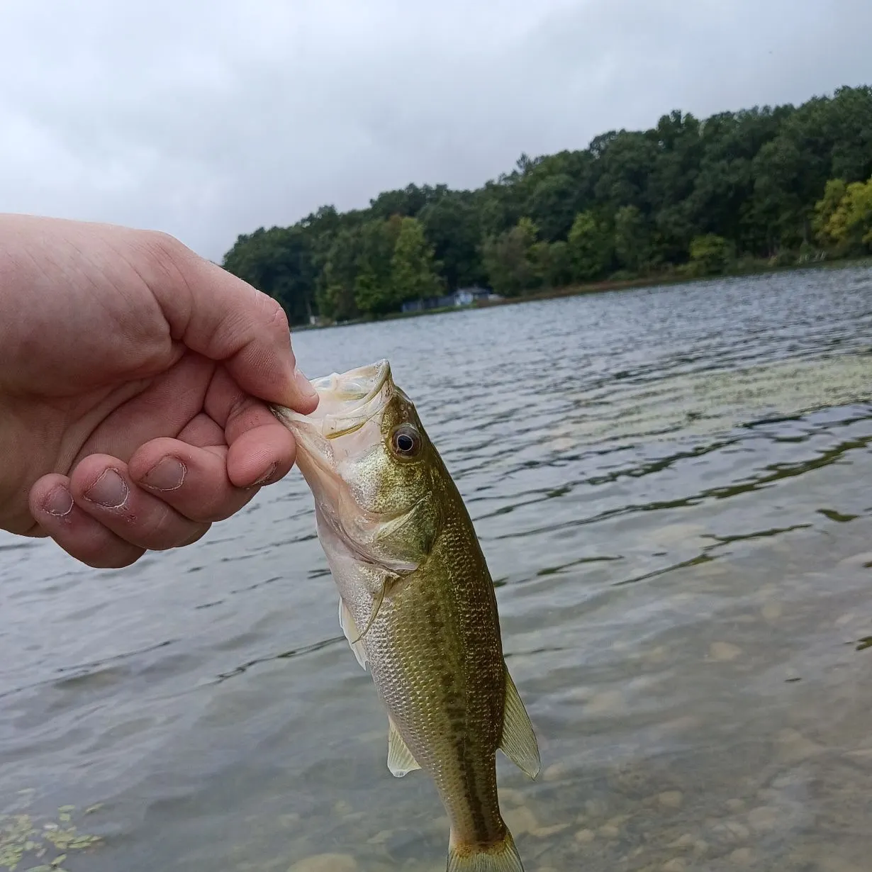 Spotted bass caught on Fishbrain