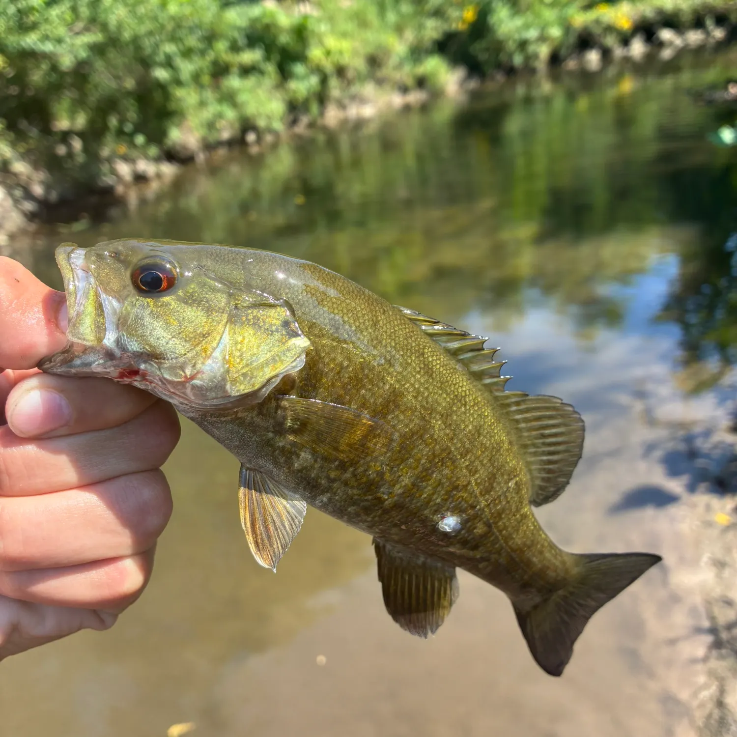 Smallmouth bass caught on Fishbrain