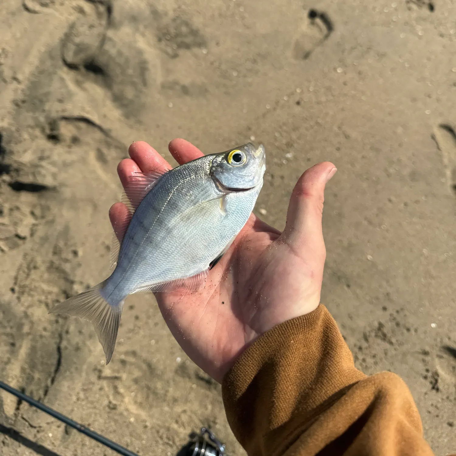 The most recent Walleye surfperch catches on Fishbrain