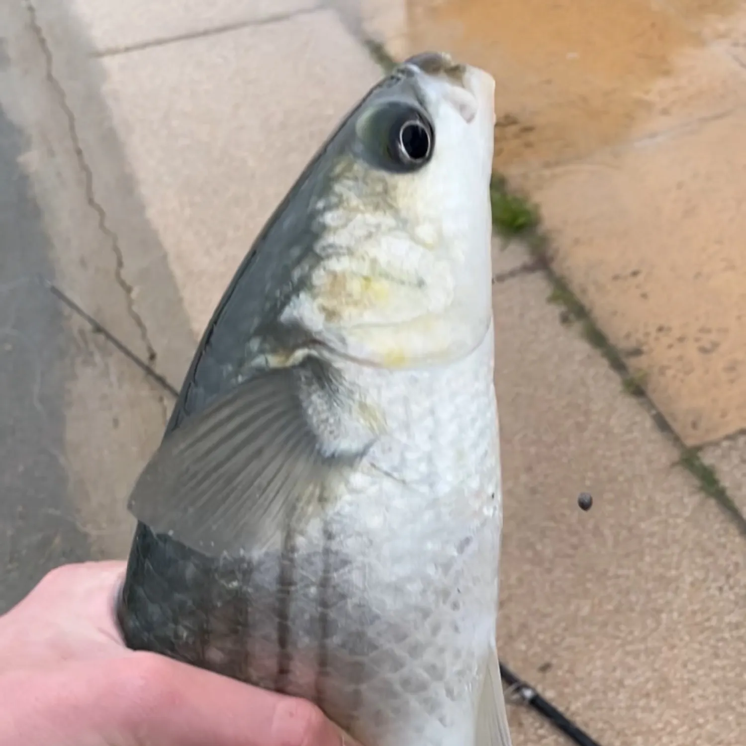 most liked catch image