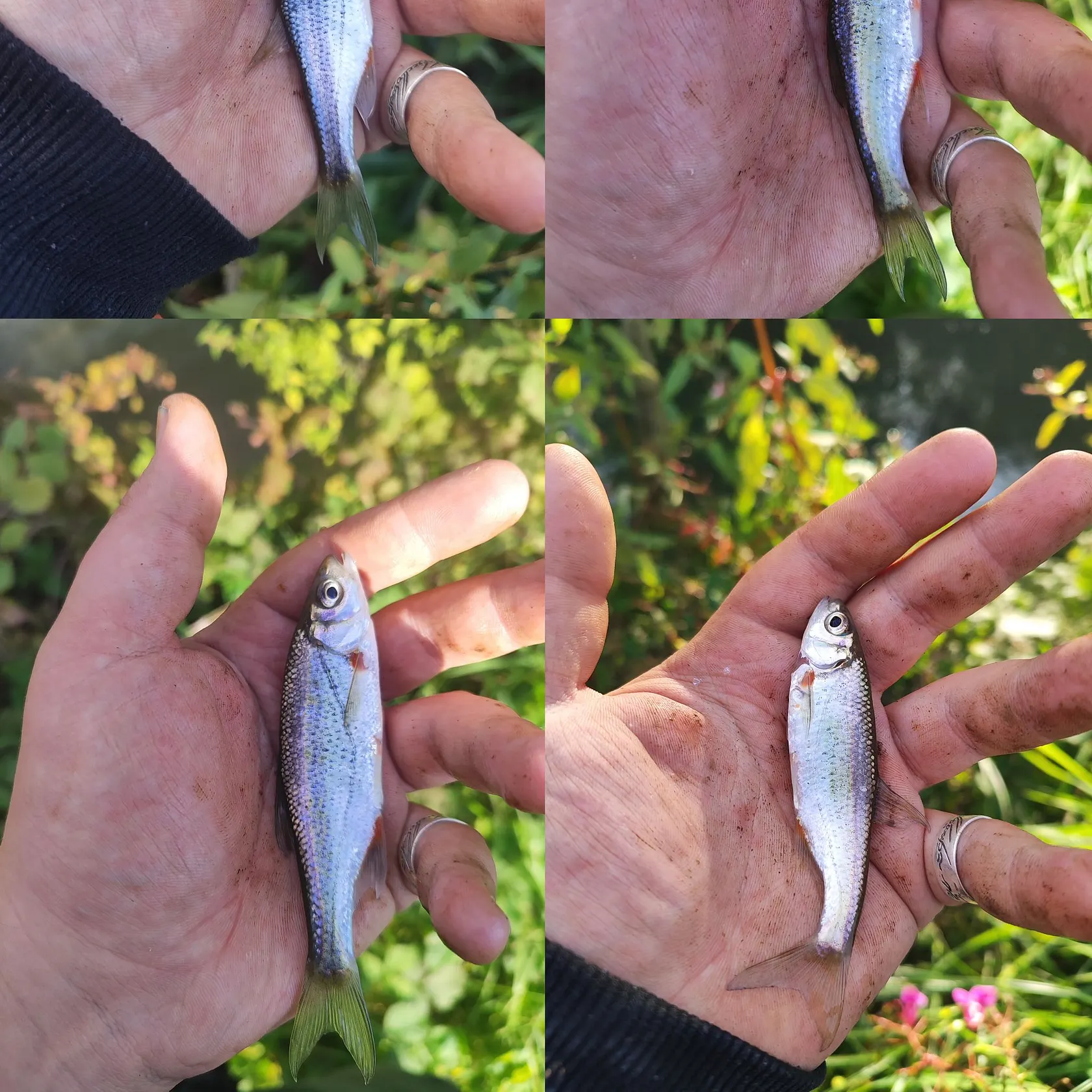 The most recent Spirinchus lanceolatus catches on Fishbrain