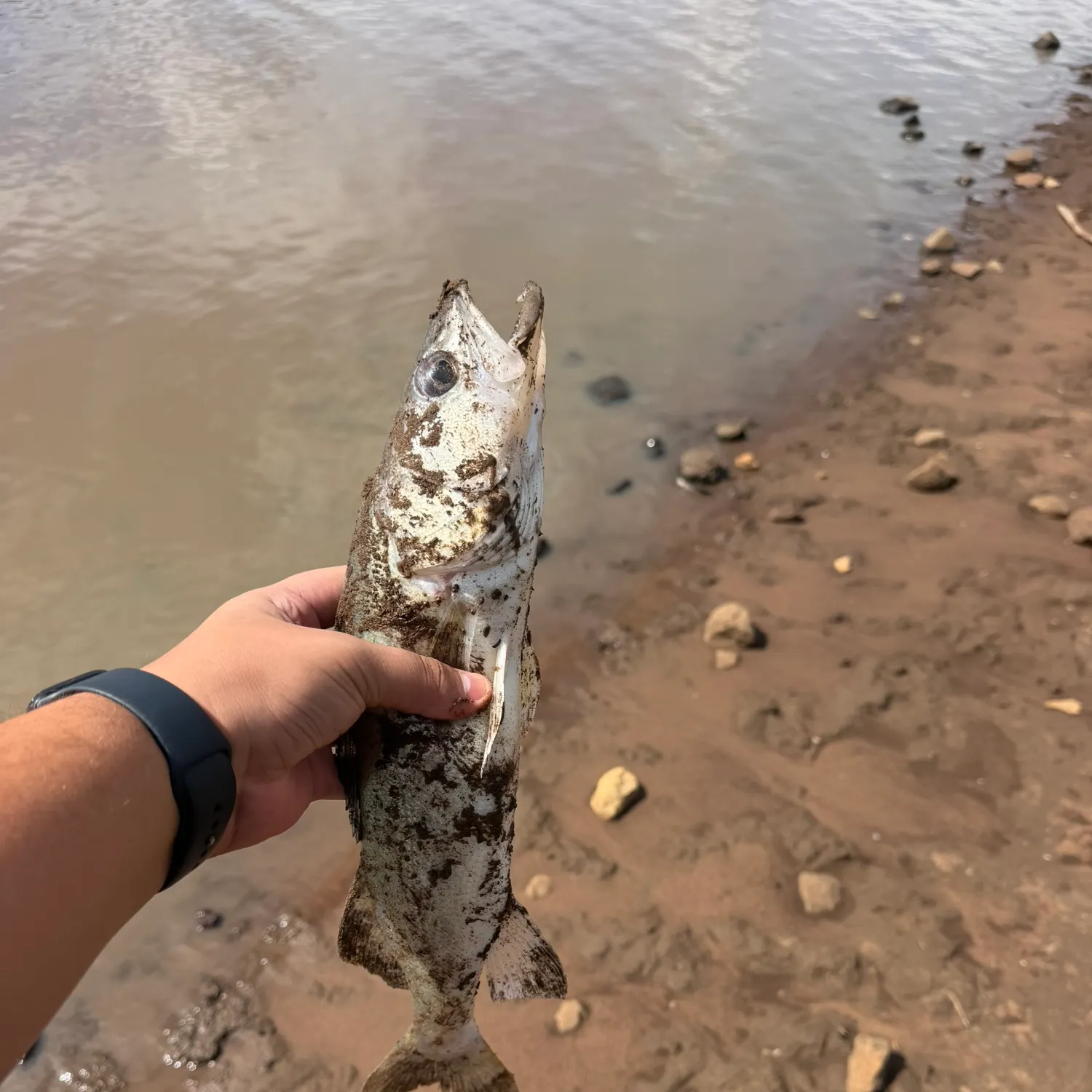Walleye caught on Fishbrain
