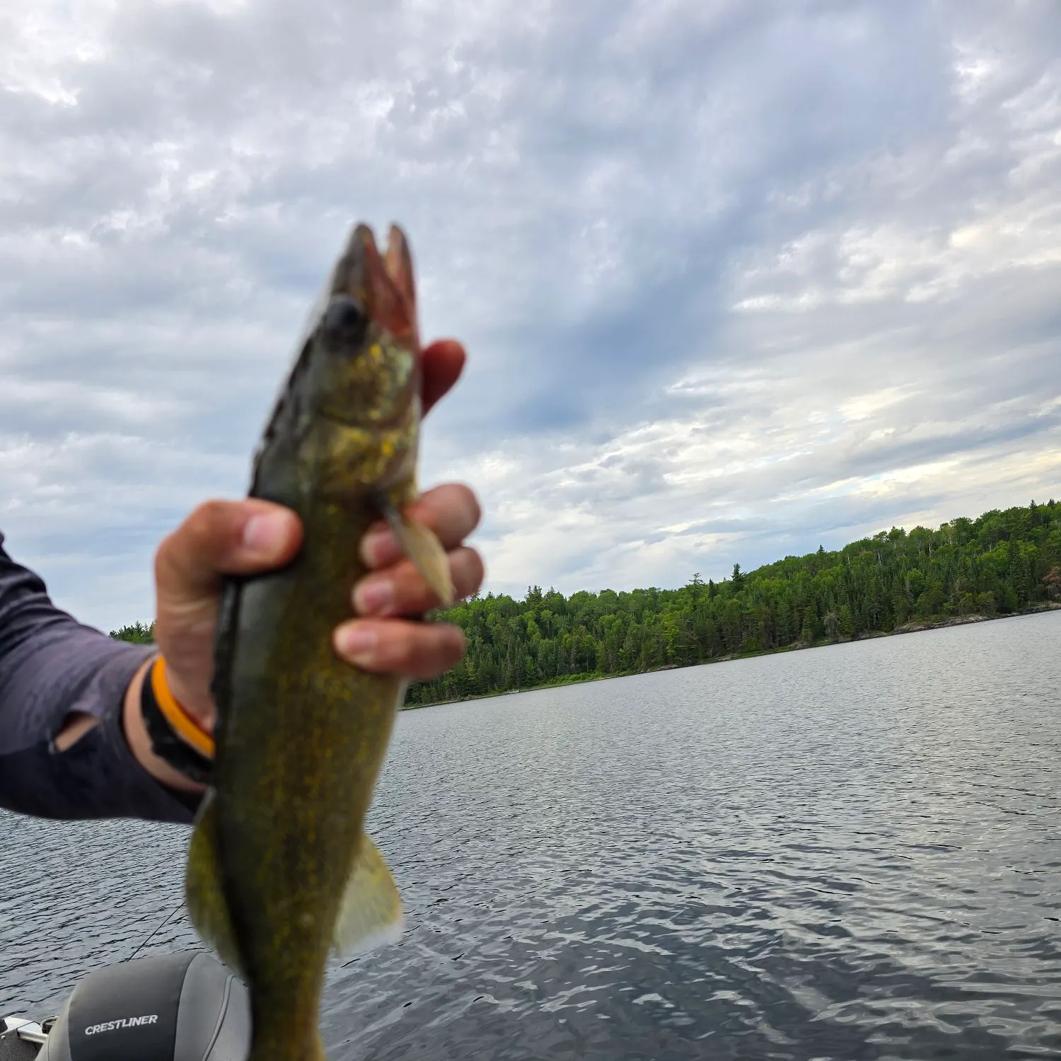 The most recent Walleye catches on Fishbrain