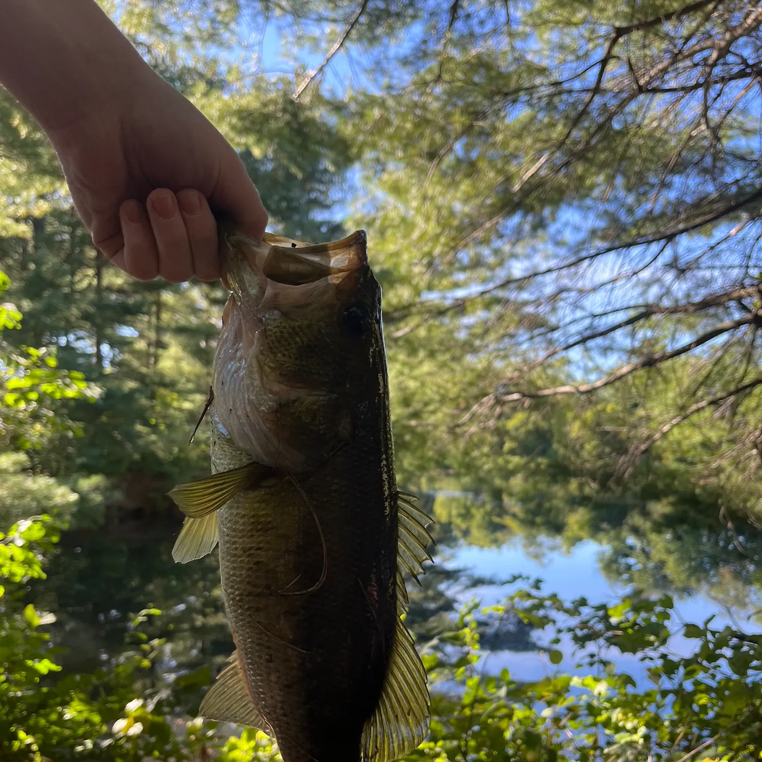 Largemouth bass caught on Fishbrain