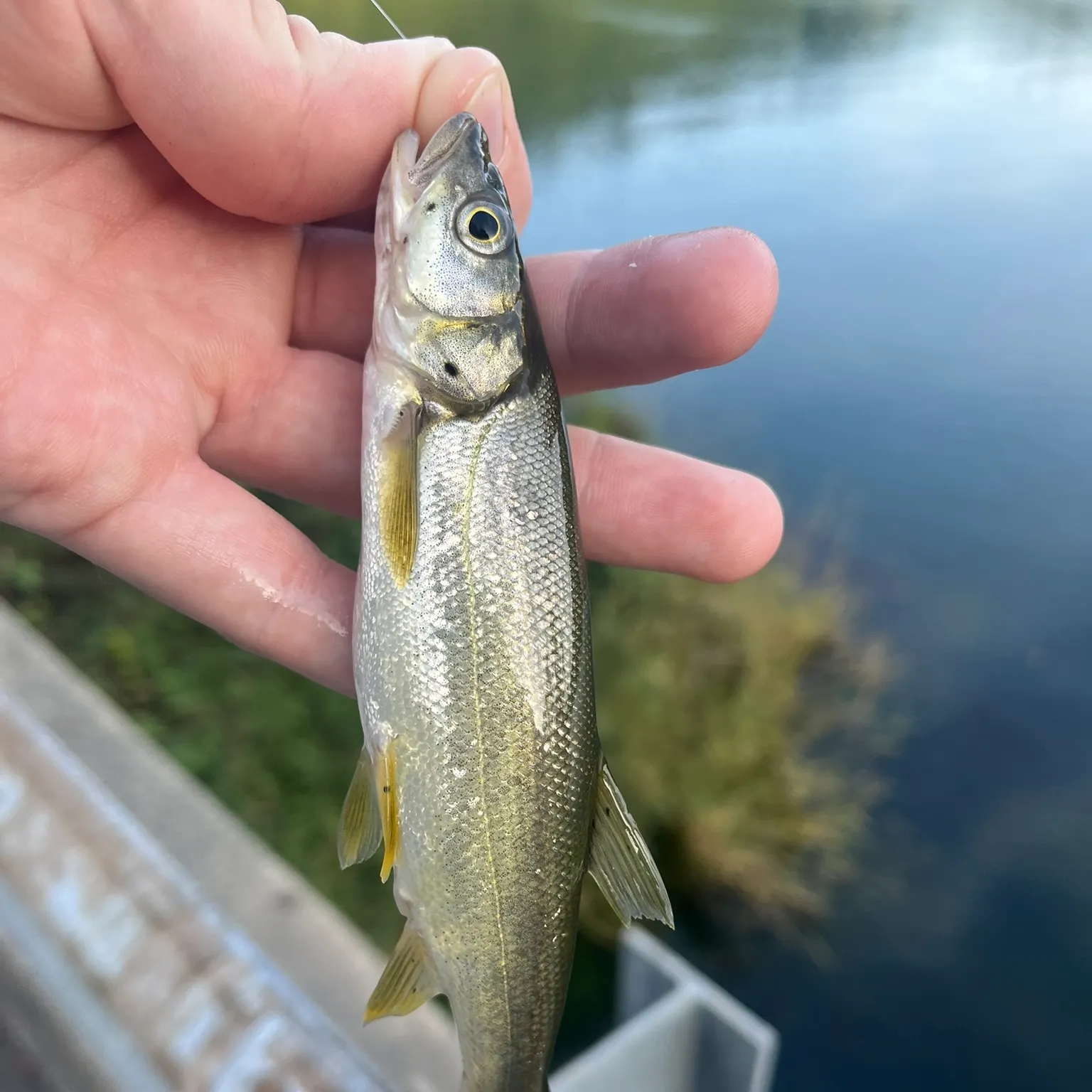 The most recent Umpqua pikeminnow catches on Fishbrain