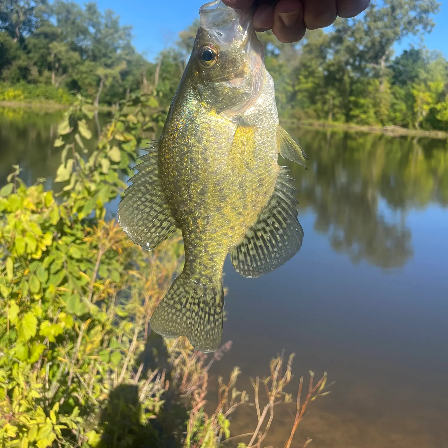 White crappie caught on Fishbrain