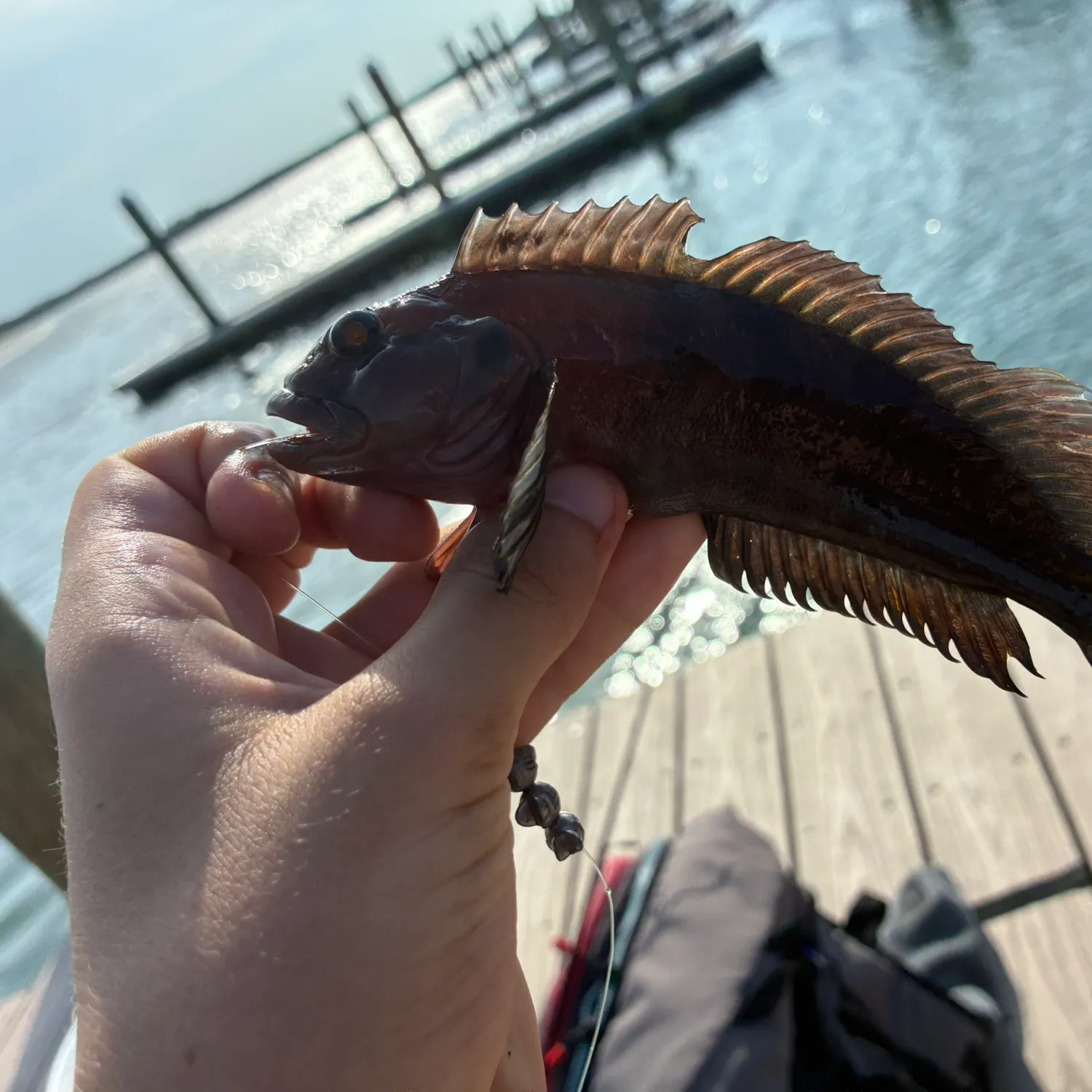 The most recent Masquerader hairy blenny catches on Fishbrain