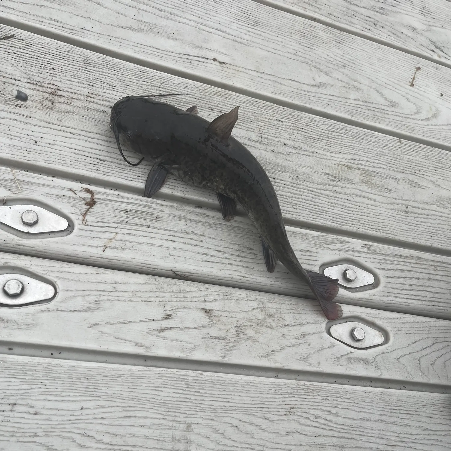 Channel catfish caught on Fishbrain