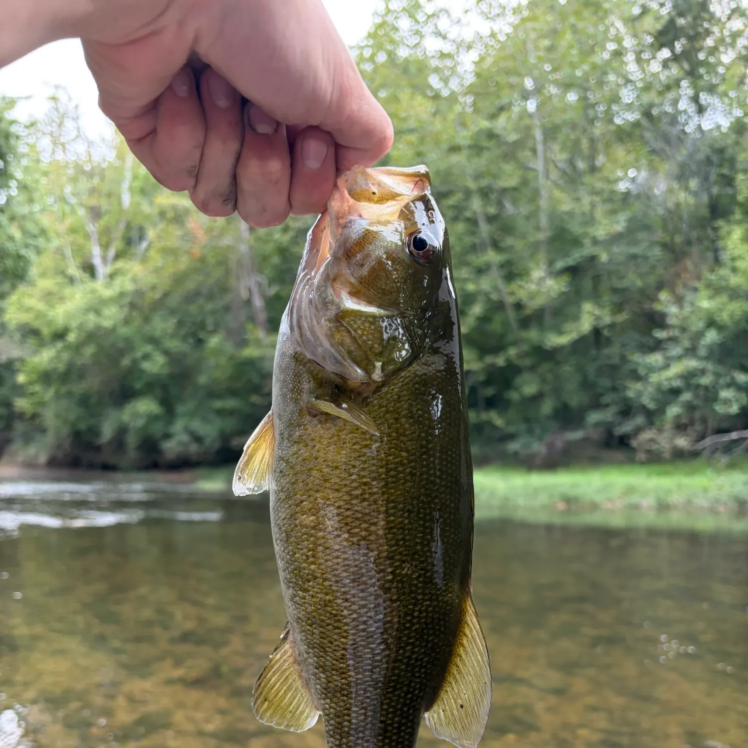 Smallmouth bass caught on Fishbrain