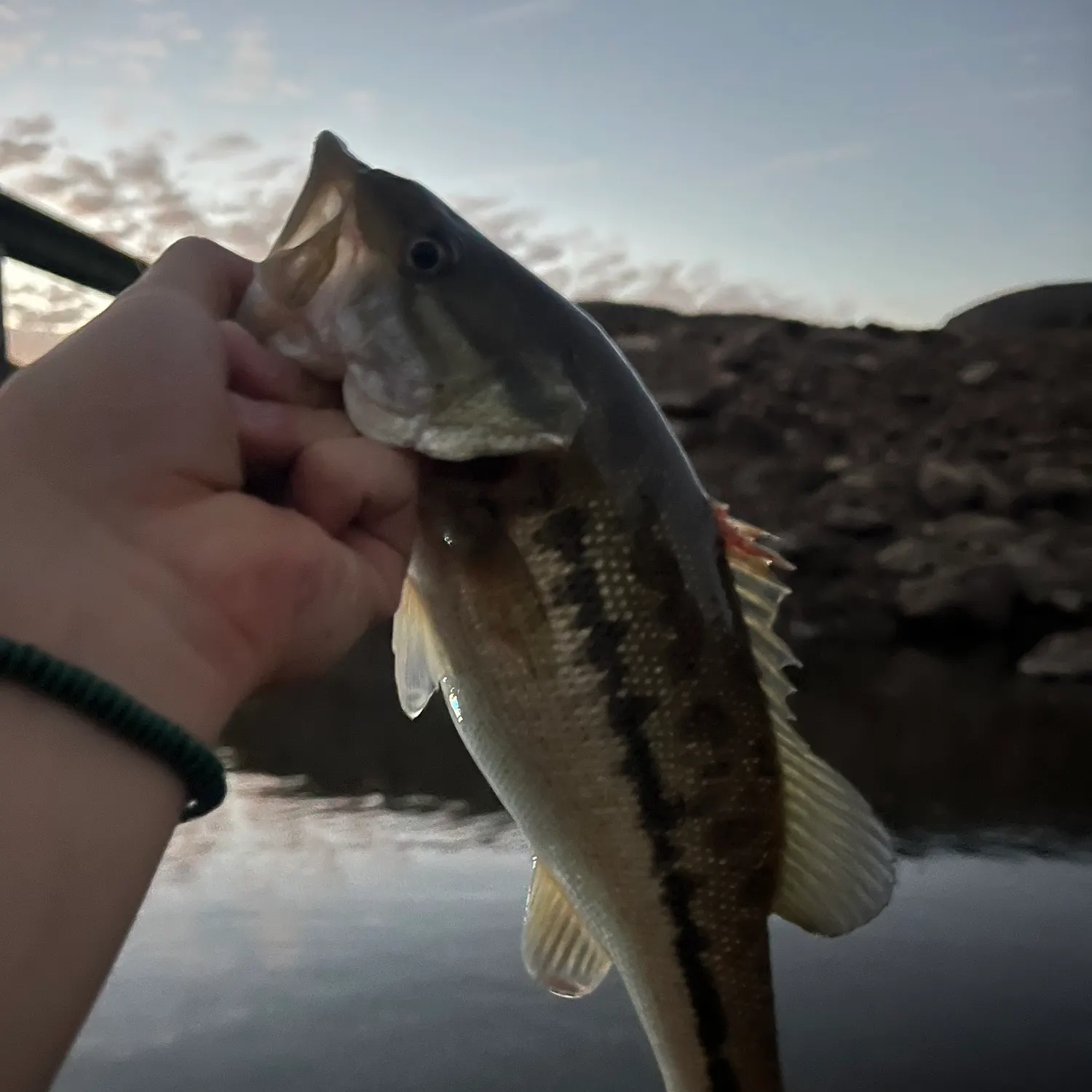Spotted bass caught on Fishbrain