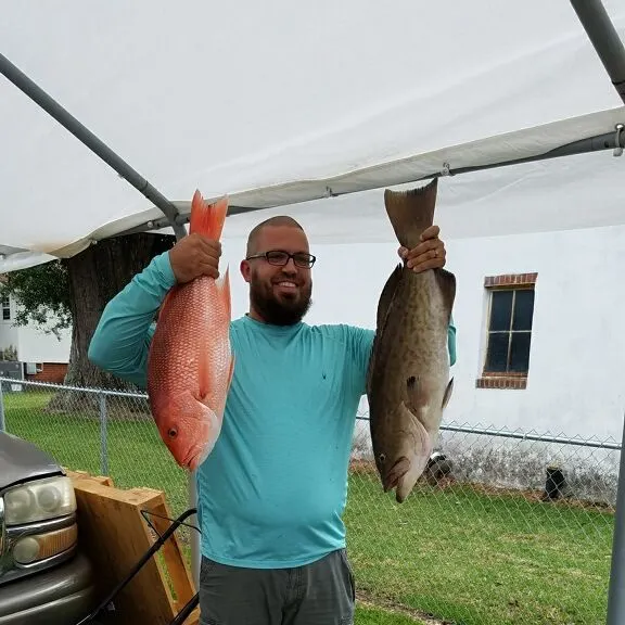 The most recent Scamp grouper catches on Fishbrain