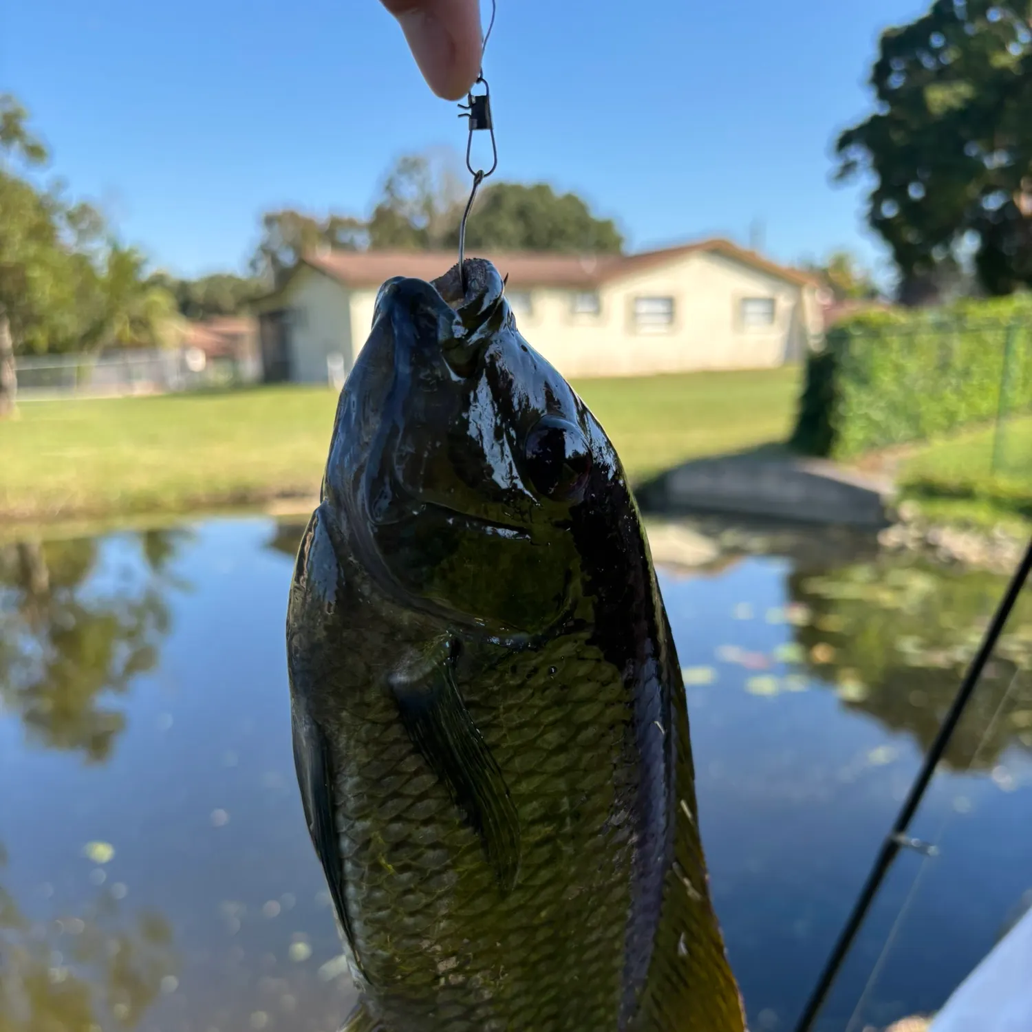 The most recent Spotted tilapia catches on Fishbrain