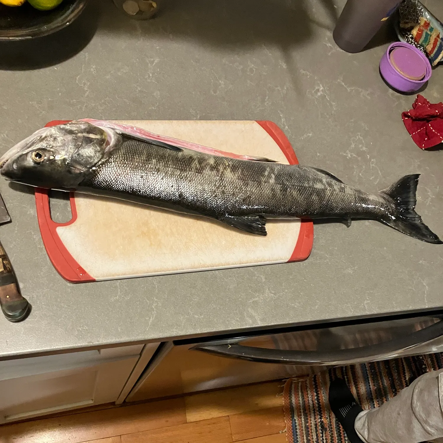 Chum salmon caught on Fishbrain