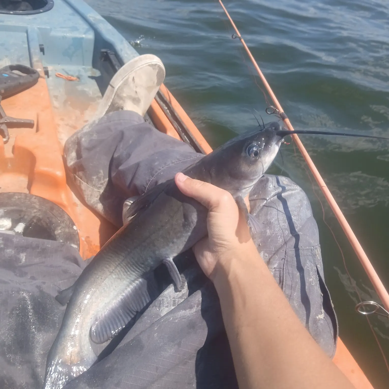 Channel catfish caught on Fishbrain