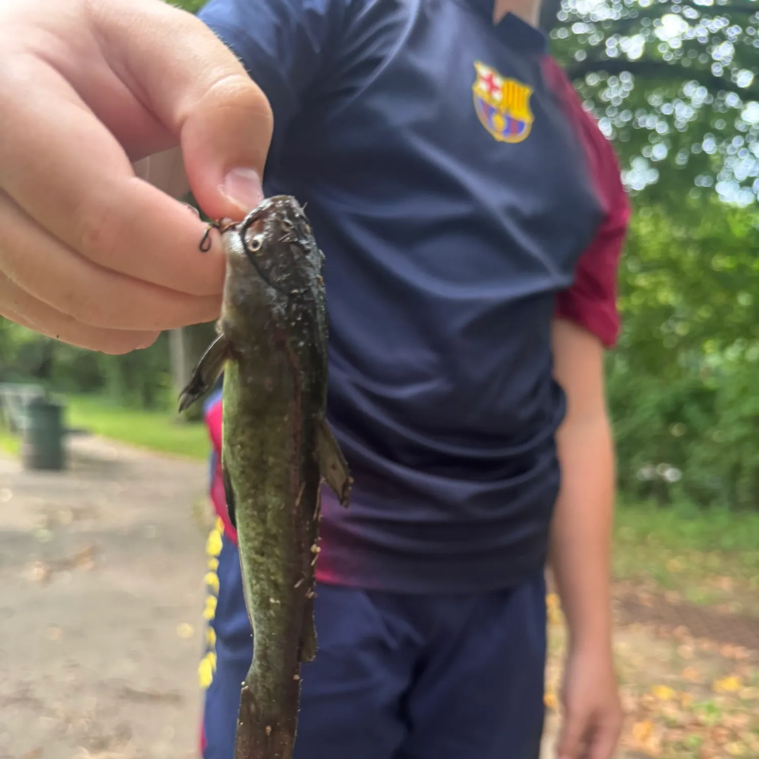 Channel catfish caught on Fishbrain