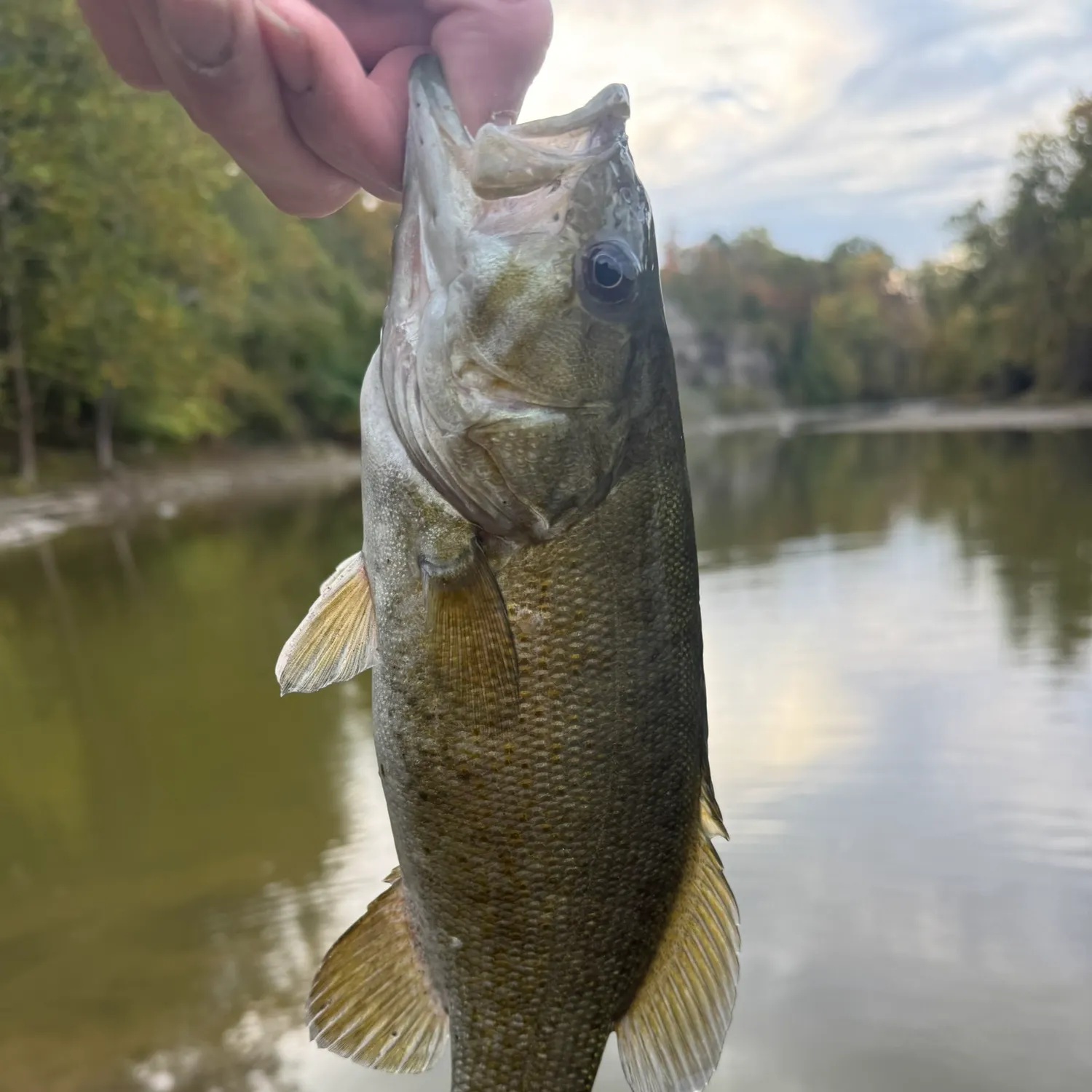 Smallmouth bass caught on Fishbrain