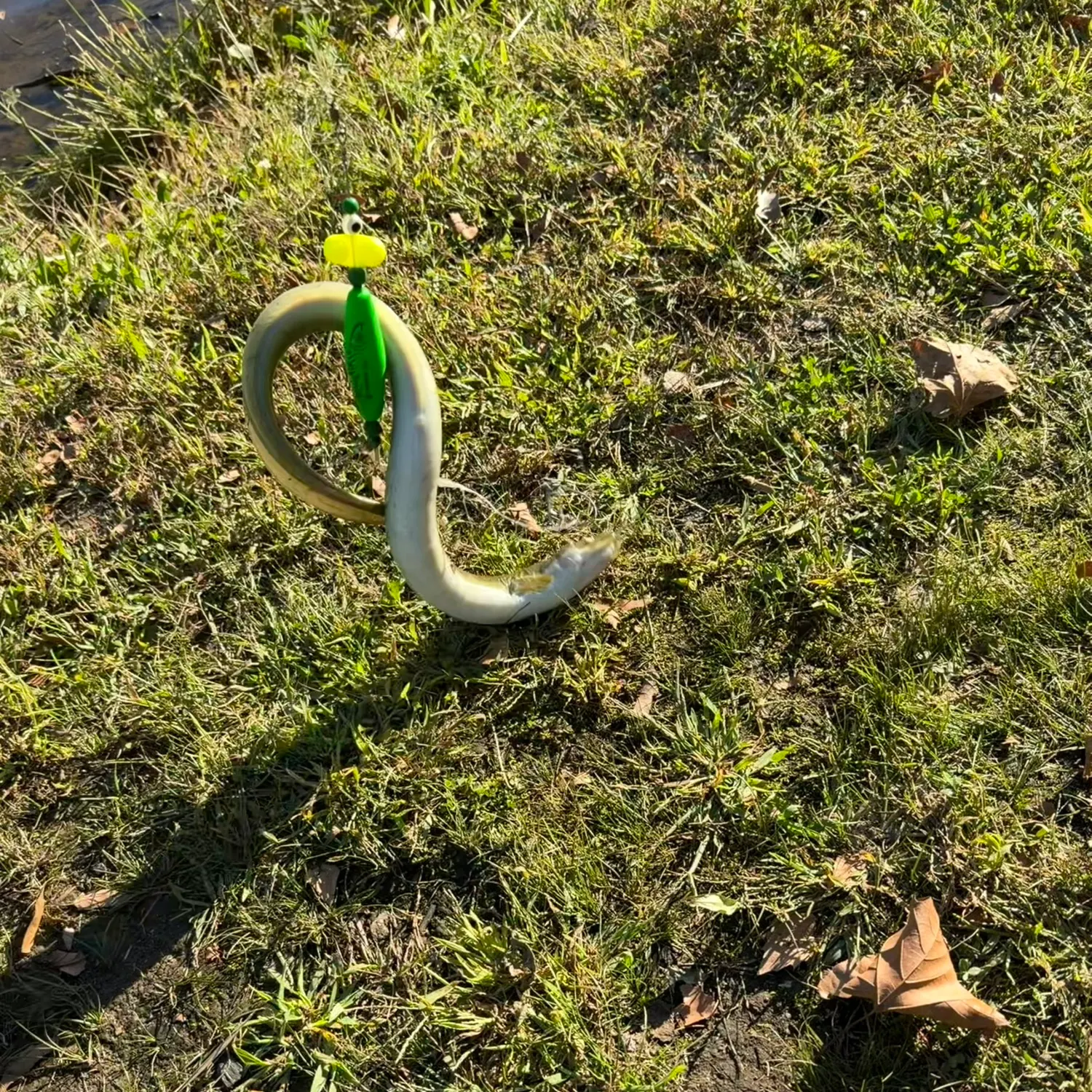 American eel caught on Fishbrain