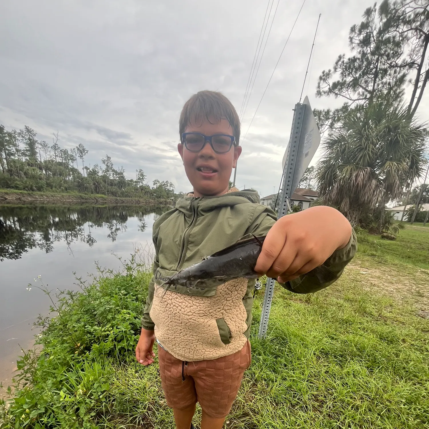 The most recent Orinoco sailfin catfish catches on Fishbrain