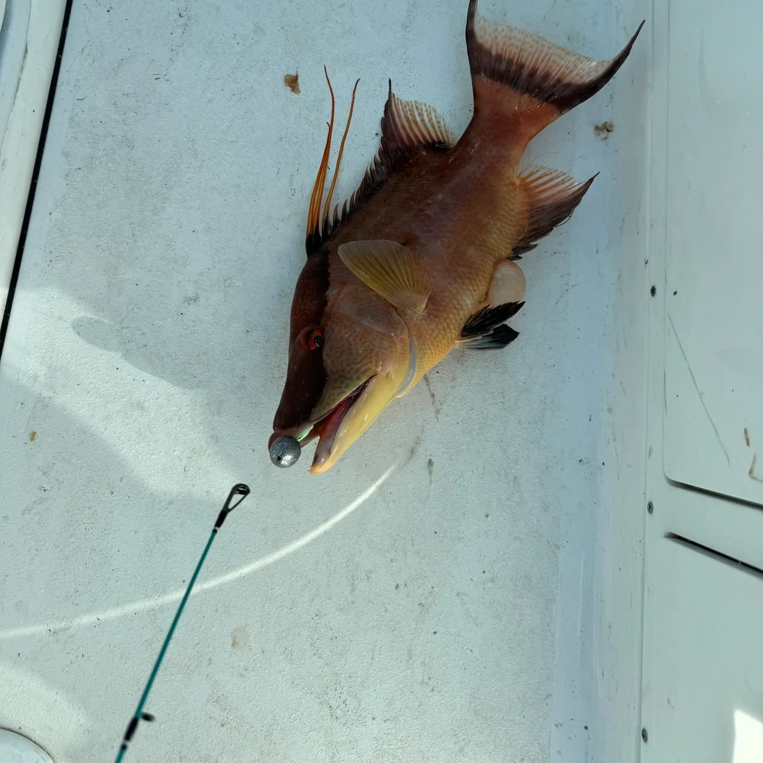 The most recent Hogfish catches on Fishbrain