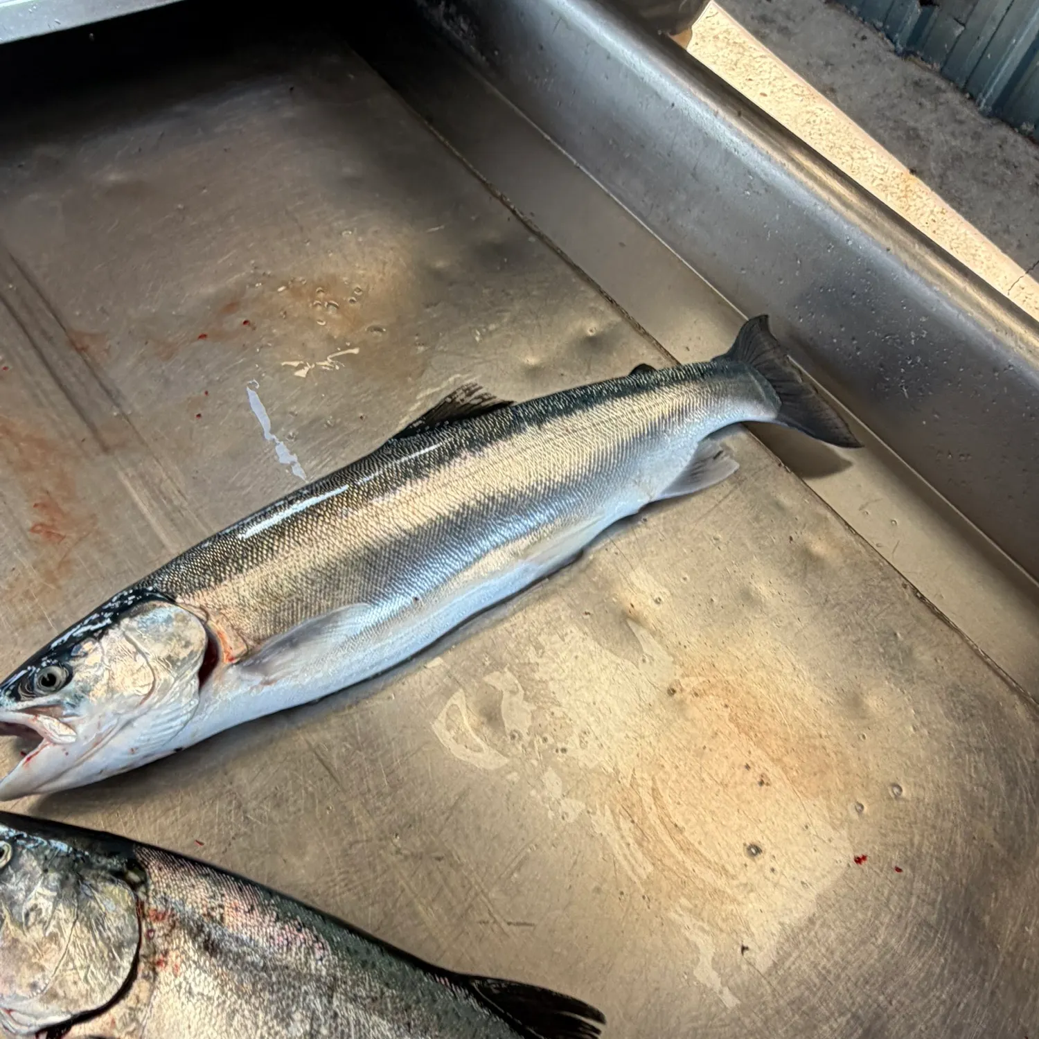 The most recent Steelhead catches on Fishbrain