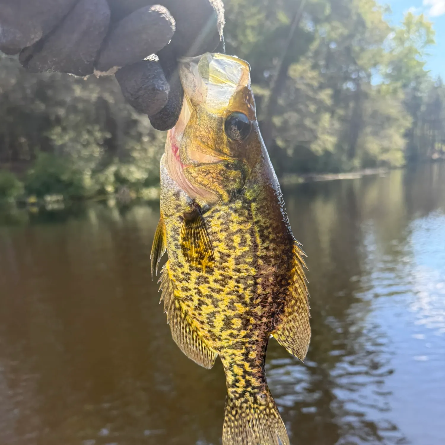 Black crappie caught on Fishbrain