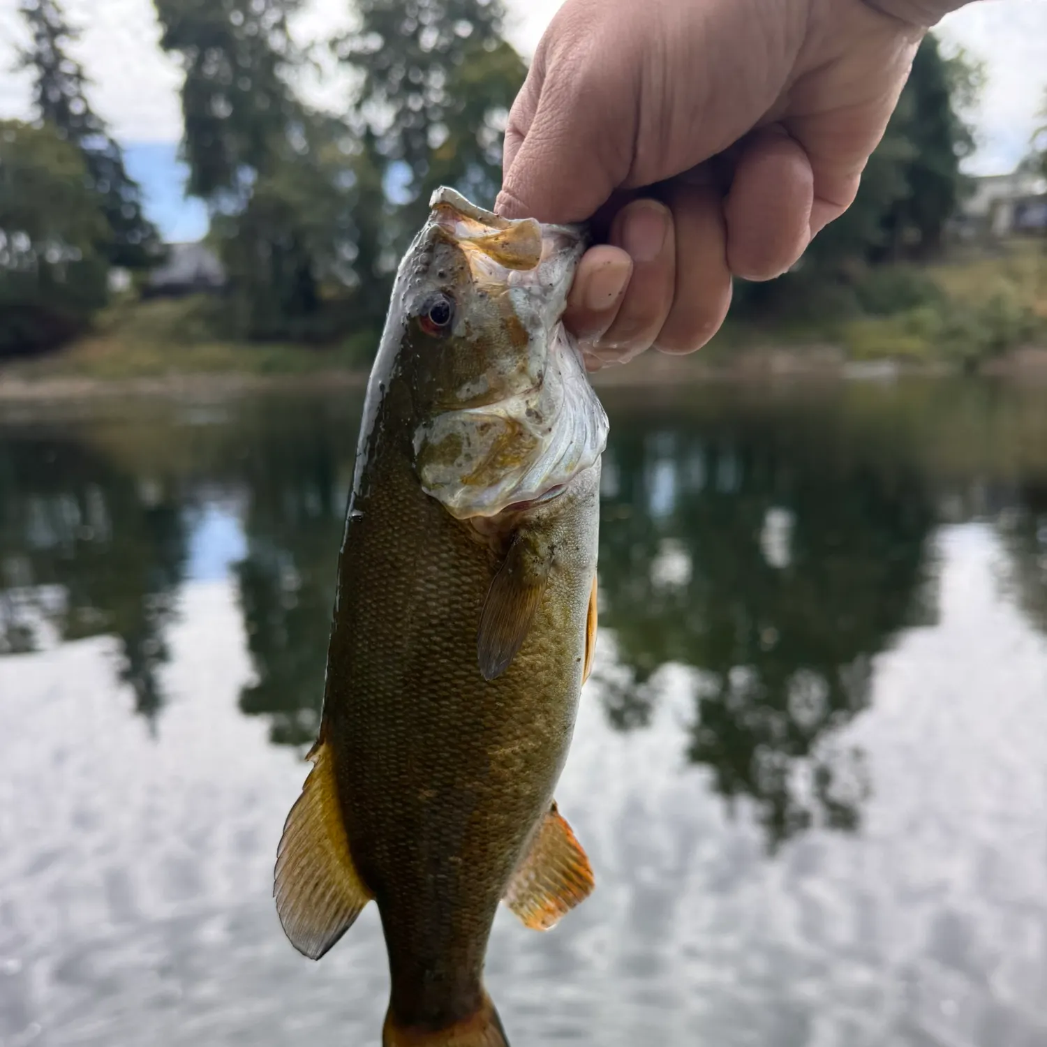 Smallmouth bass caught on Fishbrain