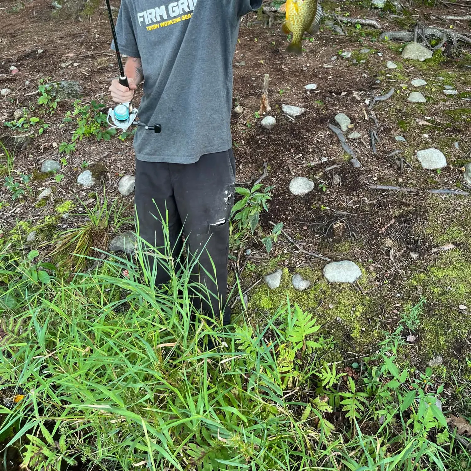 Bluegill caught on Fishbrain