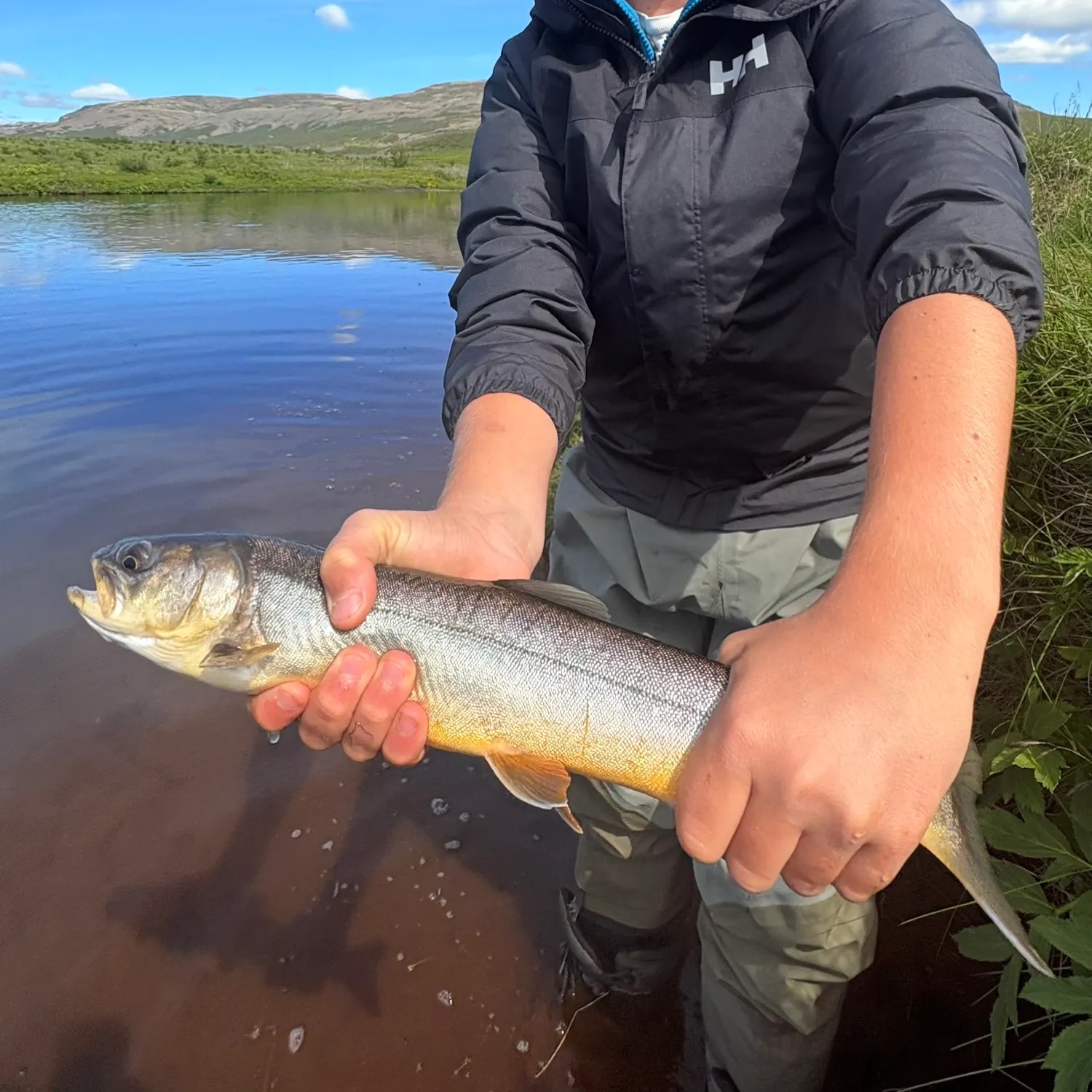 The most recent Arctic char catches on Fishbrain