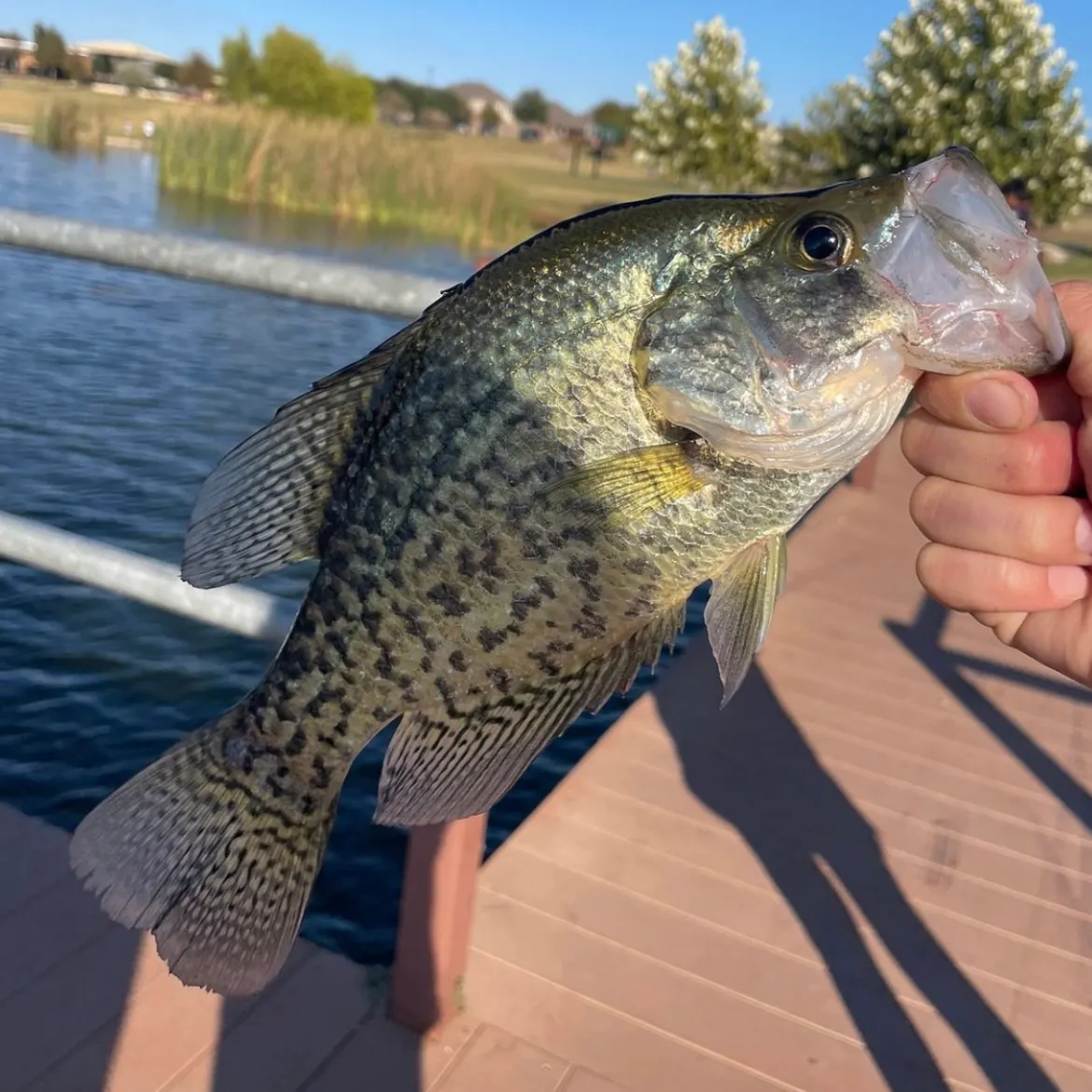 The most recent Magnolia crappie catches on Fishbrain
