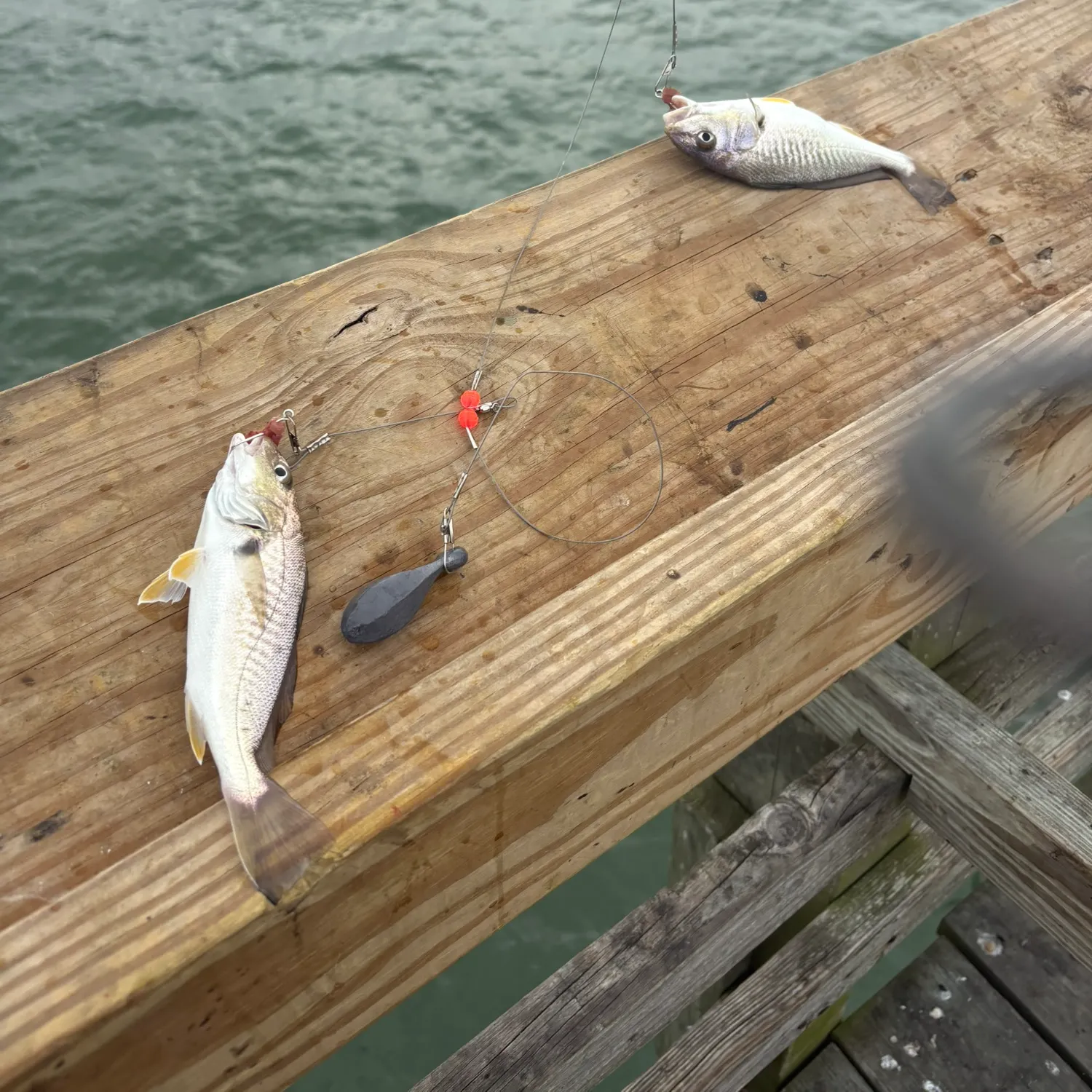 Spot croaker caught on Fishbrain