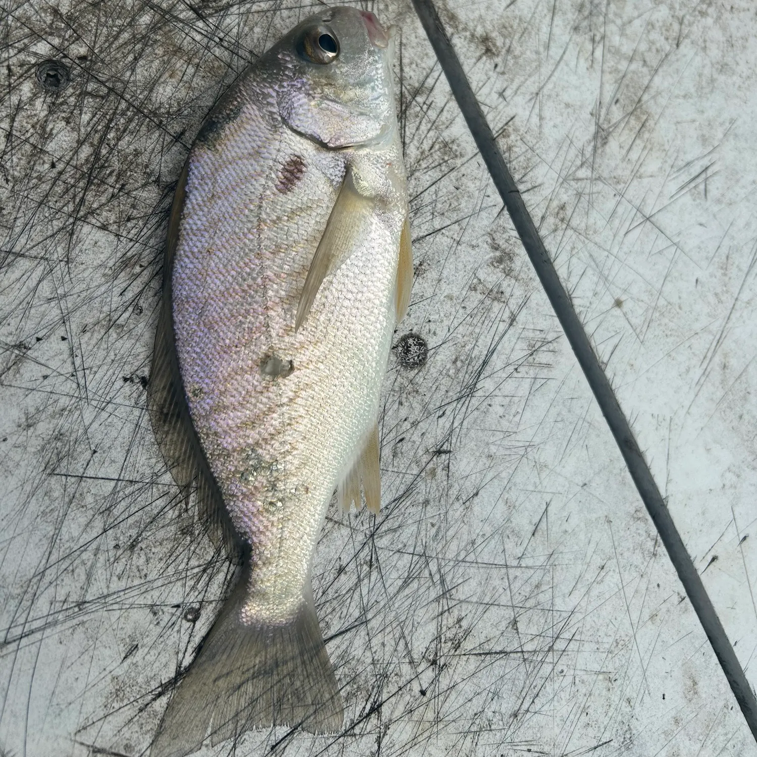 Spot croaker caught on Fishbrain