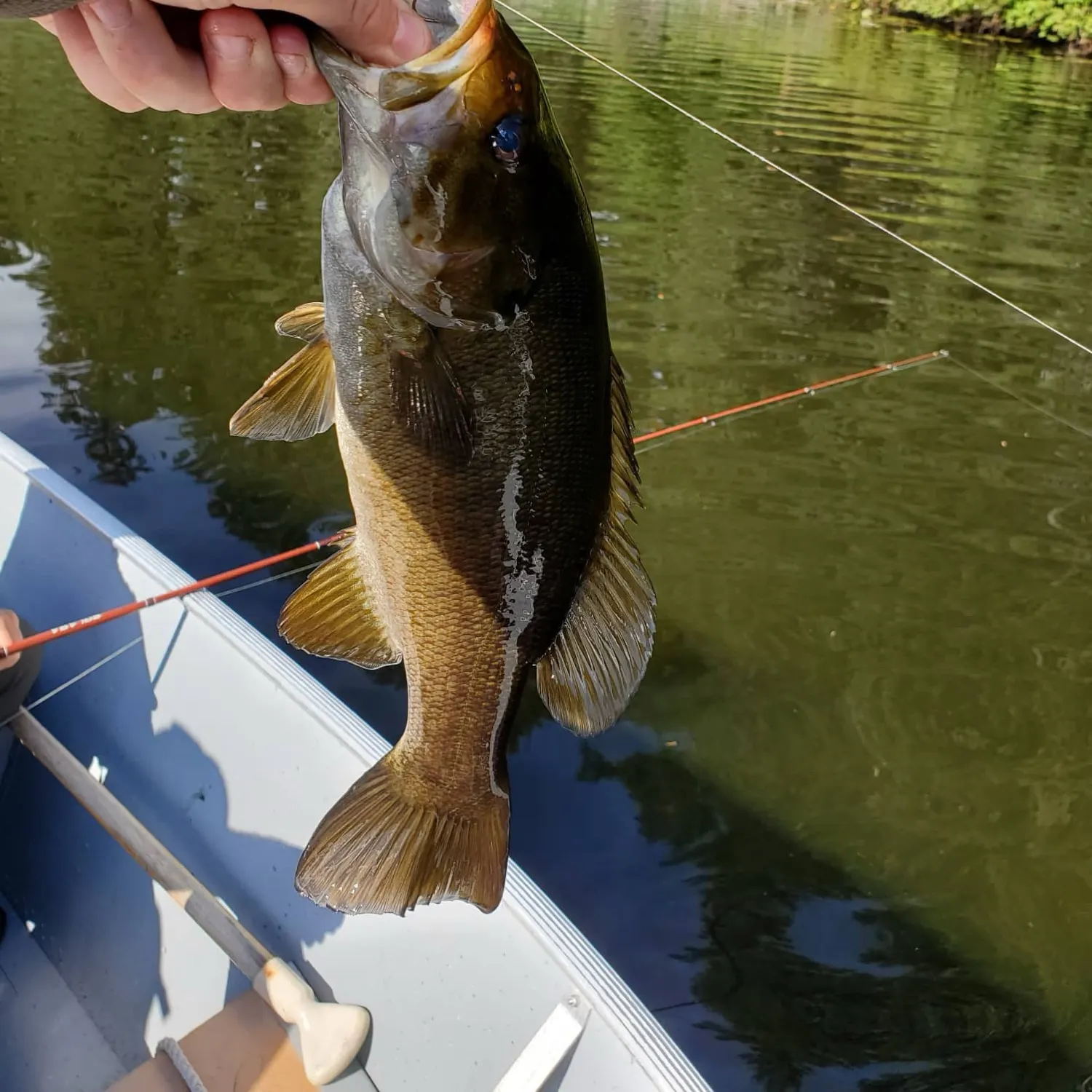 Smallmouth bass caught on Fishbrain