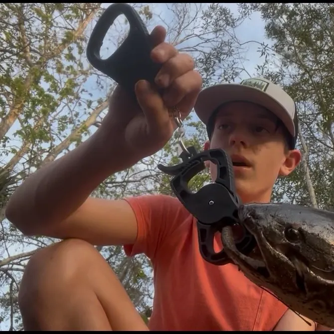 The most recent Ruddy bowfin catches on Fishbrain