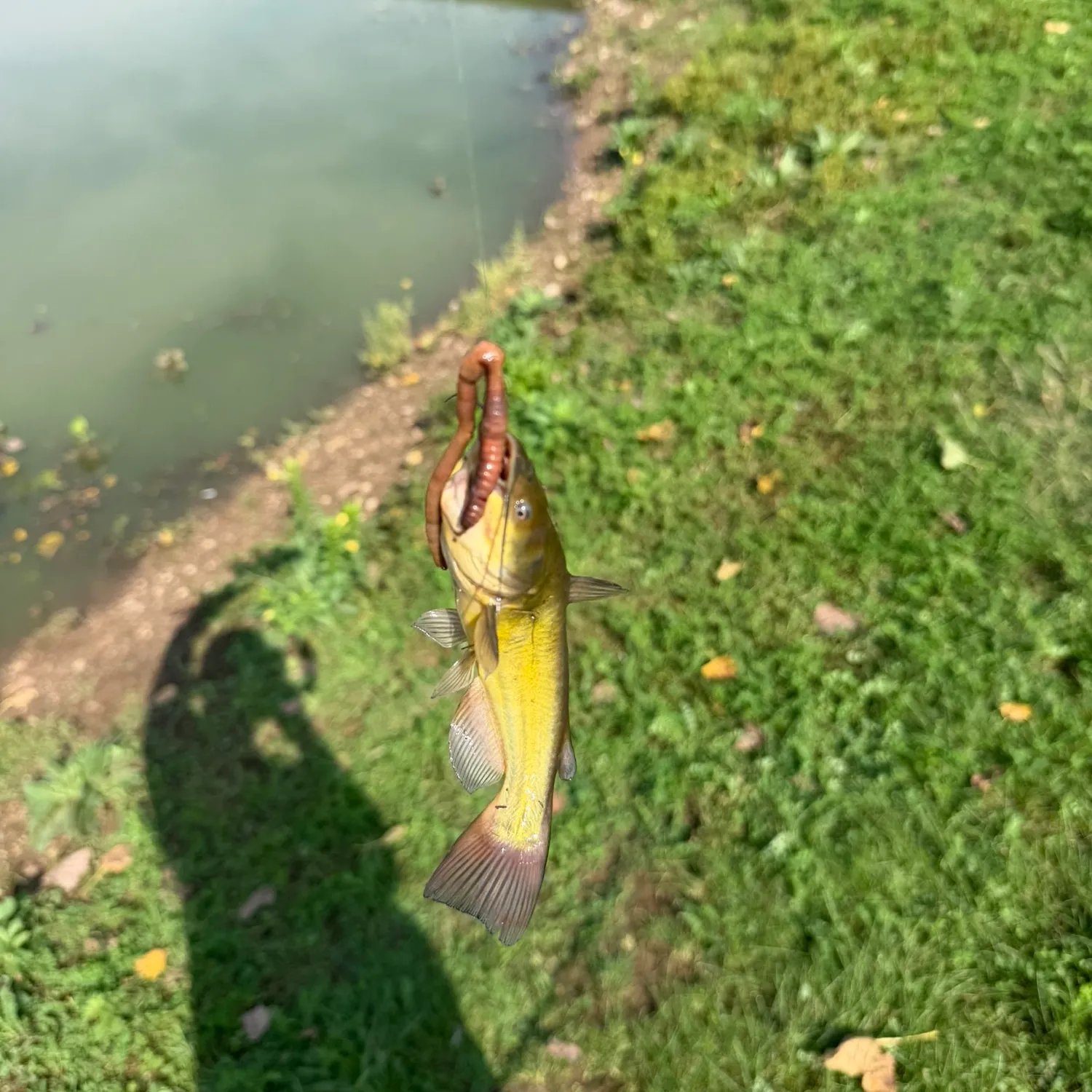 Yellow bullhead caught on Fishbrain
