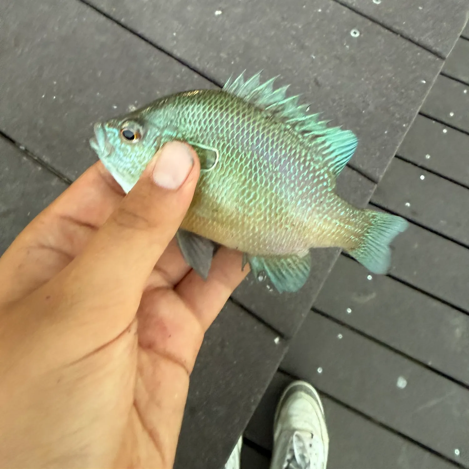Grey triggerfish caught on Fishbrain