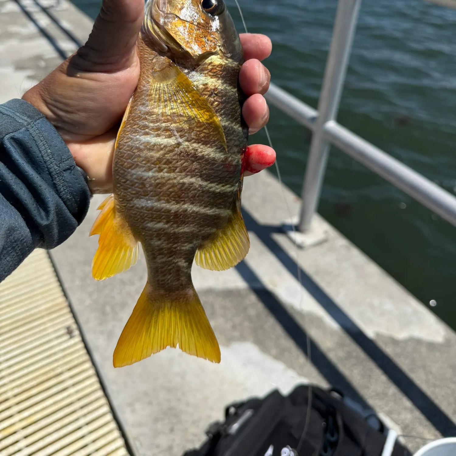 The most recent Schoolmaster snapper catches on Fishbrain