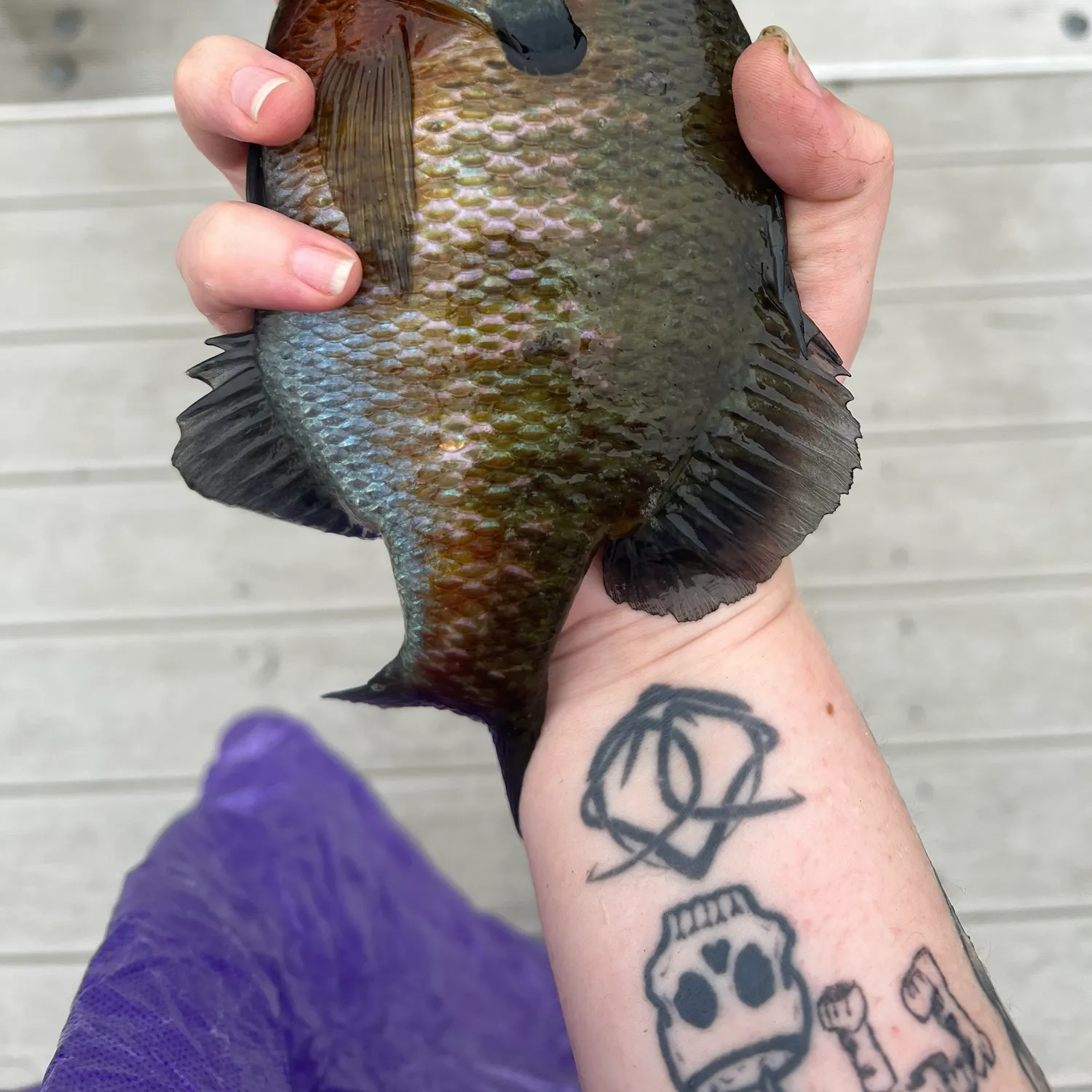recently logged catches