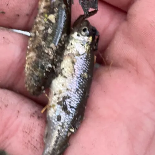 The most recent Fathead minnow catches on Fishbrain