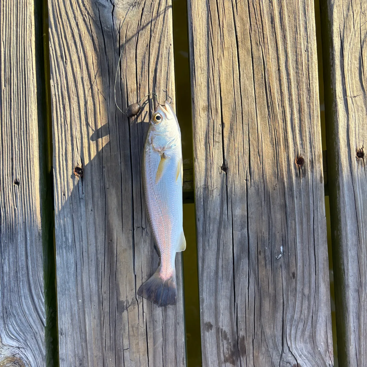 Sand seatrout caught on Fishbrain