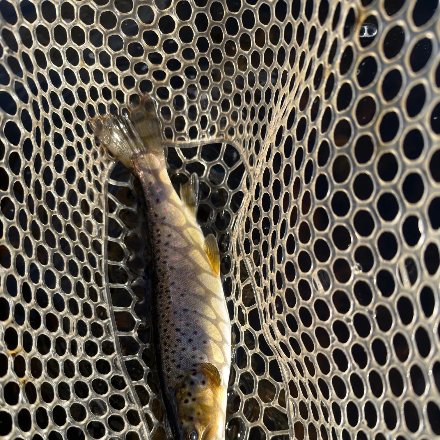 The most recent Brown trout catches on Fishbrain