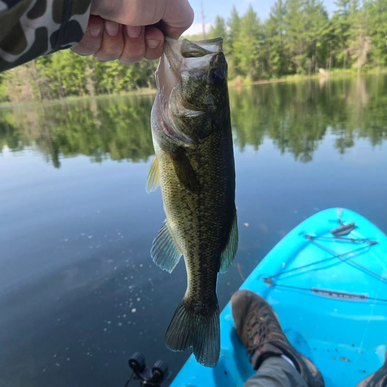 Largemouth bass caught on Fishbrain