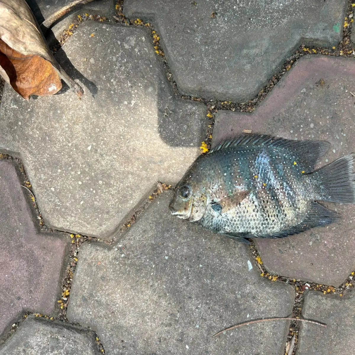 The most recent Pearlspot catches on Fishbrain