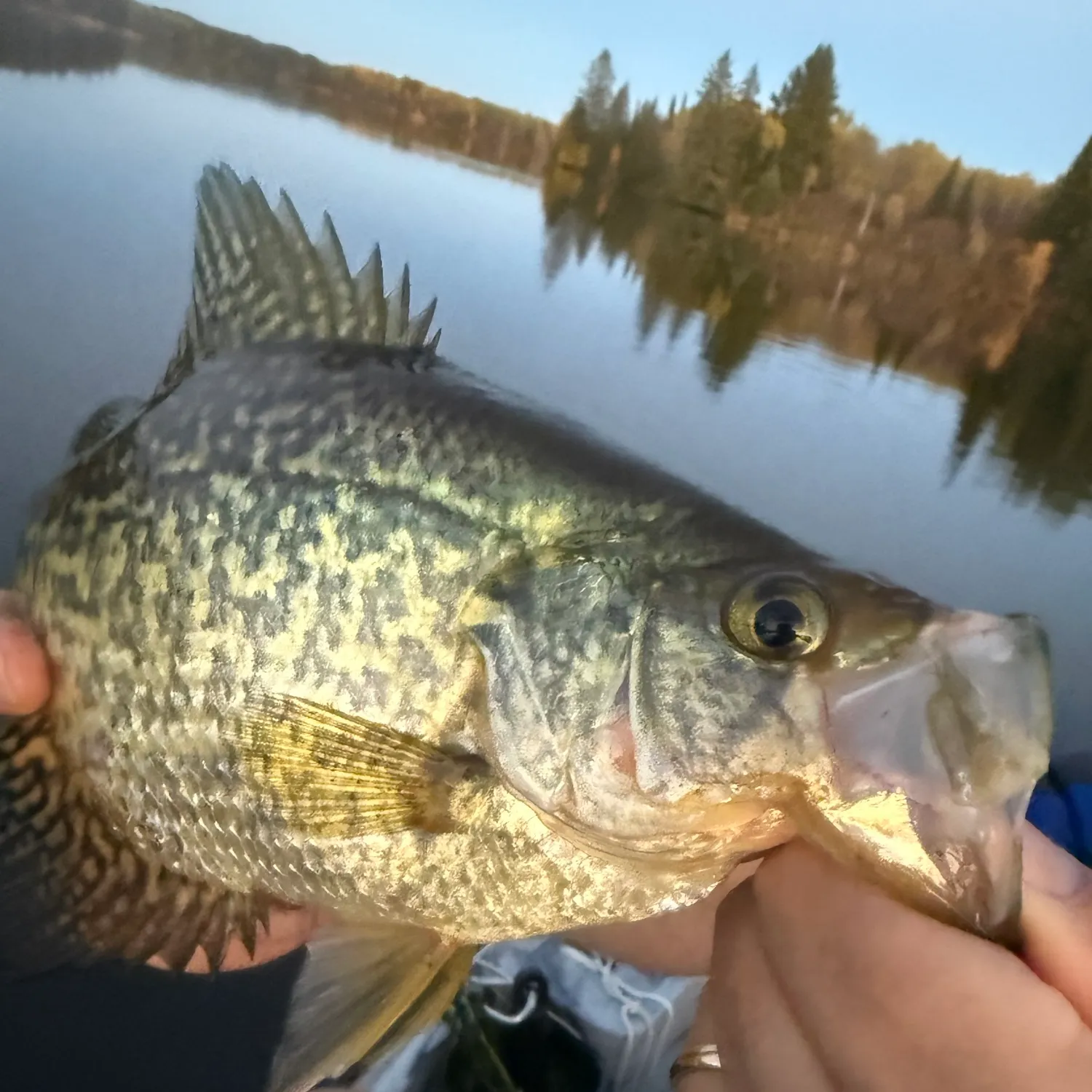 Black crappie caught on Fishbrain