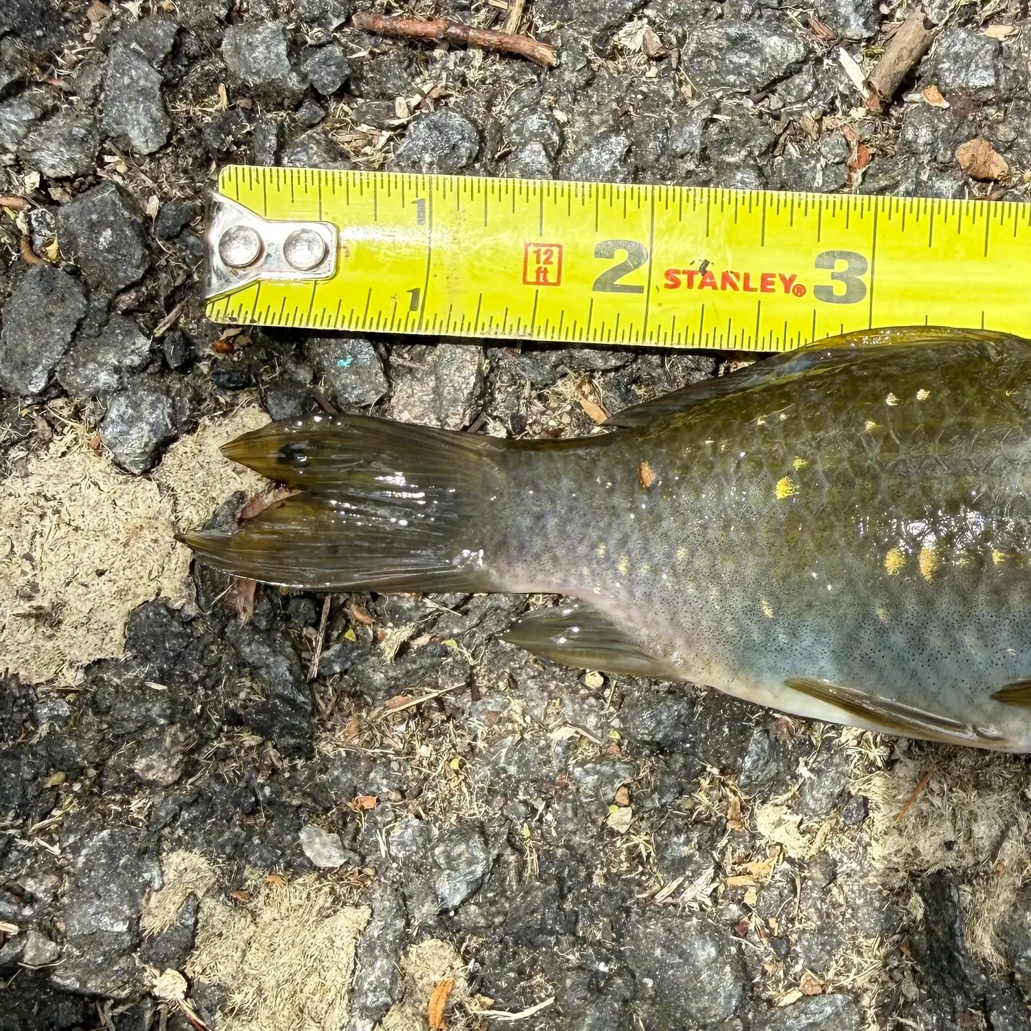 recently logged catches