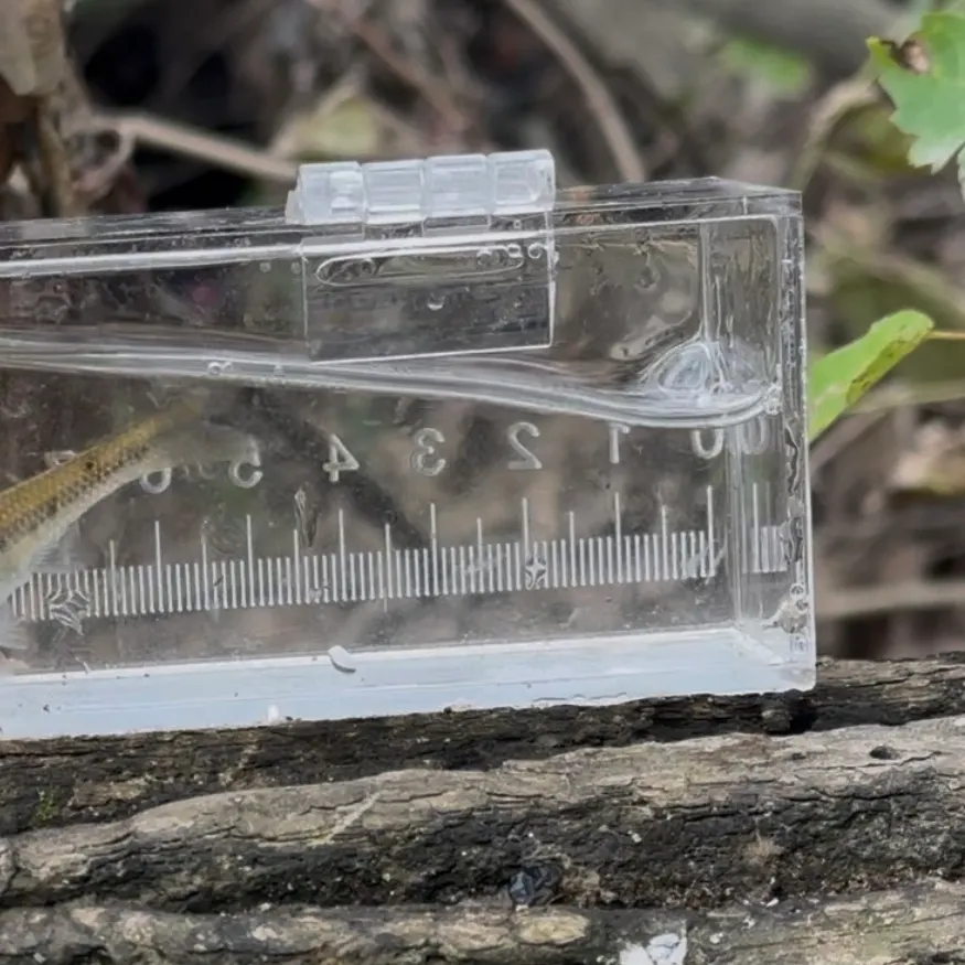 The most recent Swallowtail shiner catches on Fishbrain