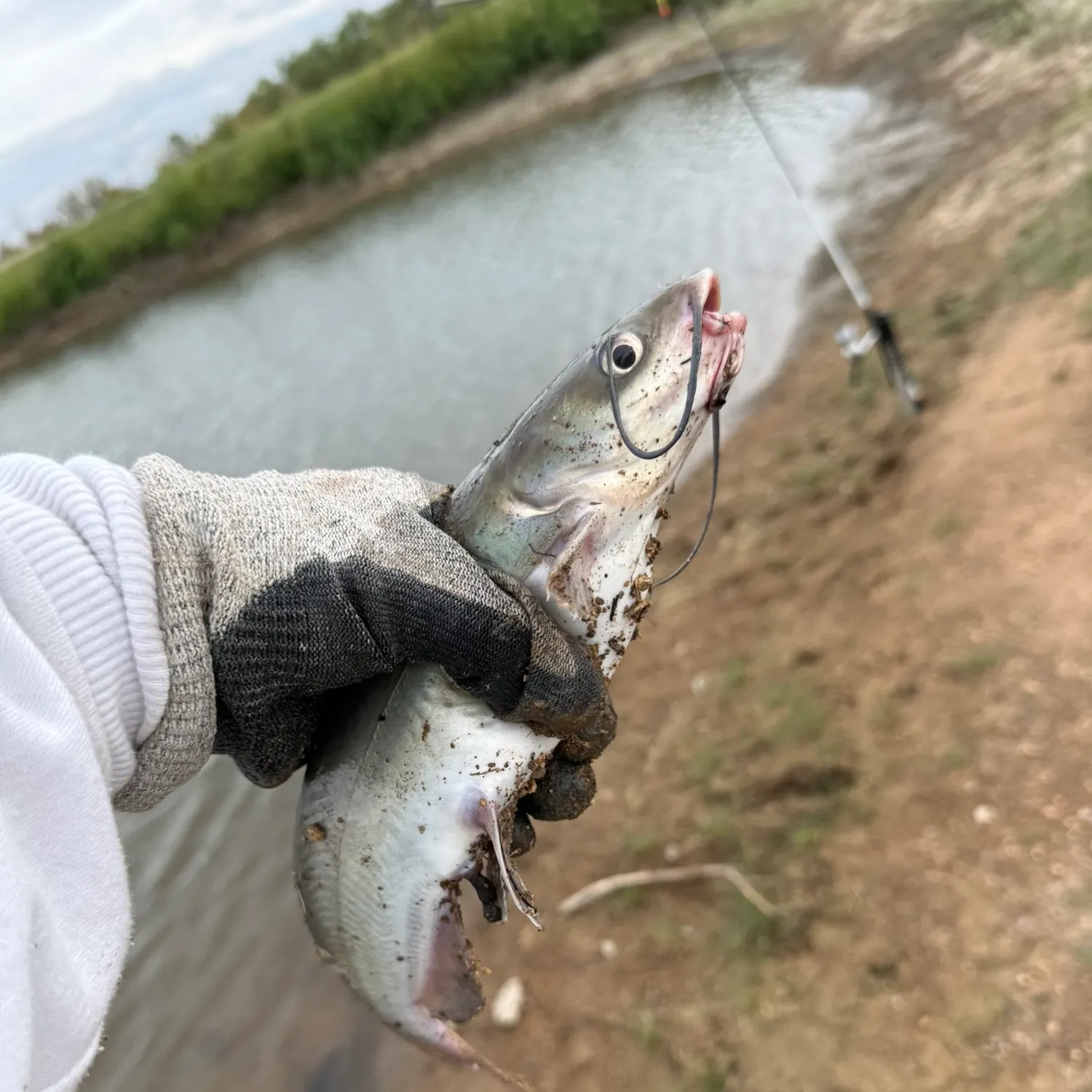 Channel catfish caught on Fishbrain