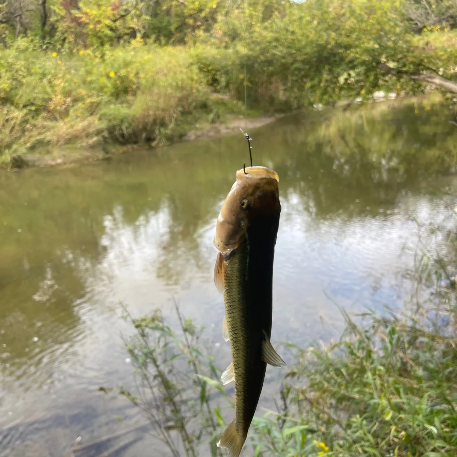 Creek chub caught on Fishbrain