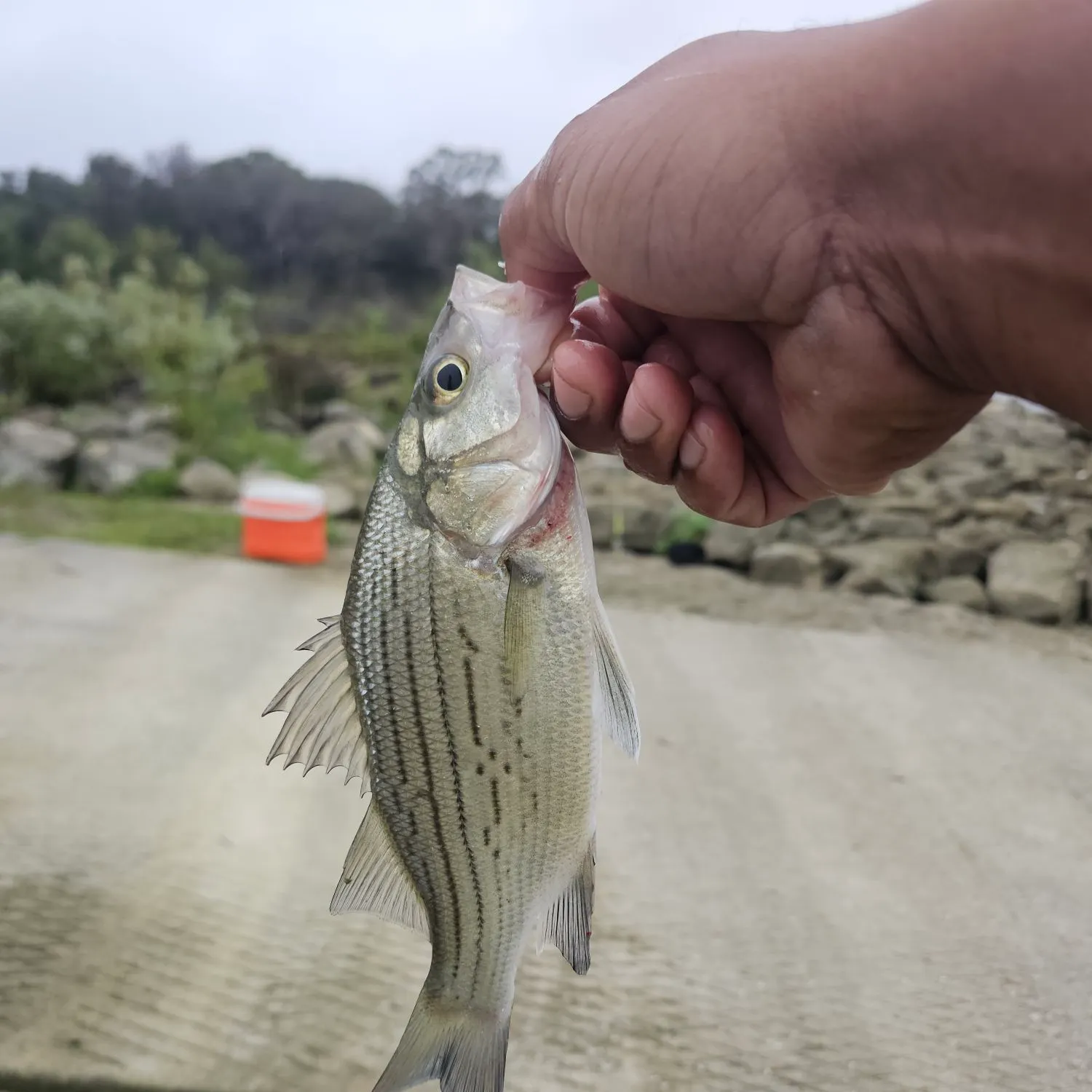 White bass caught on Fishbrain