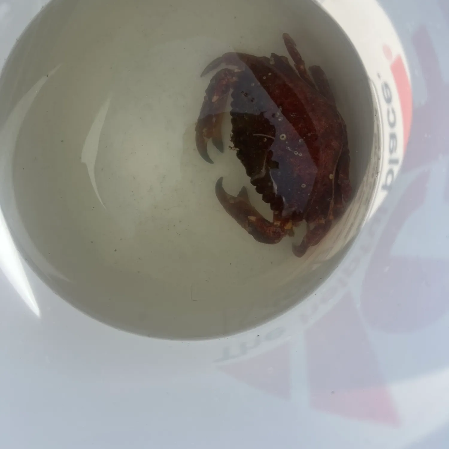 The most recent Red rock crab catches on Fishbrain